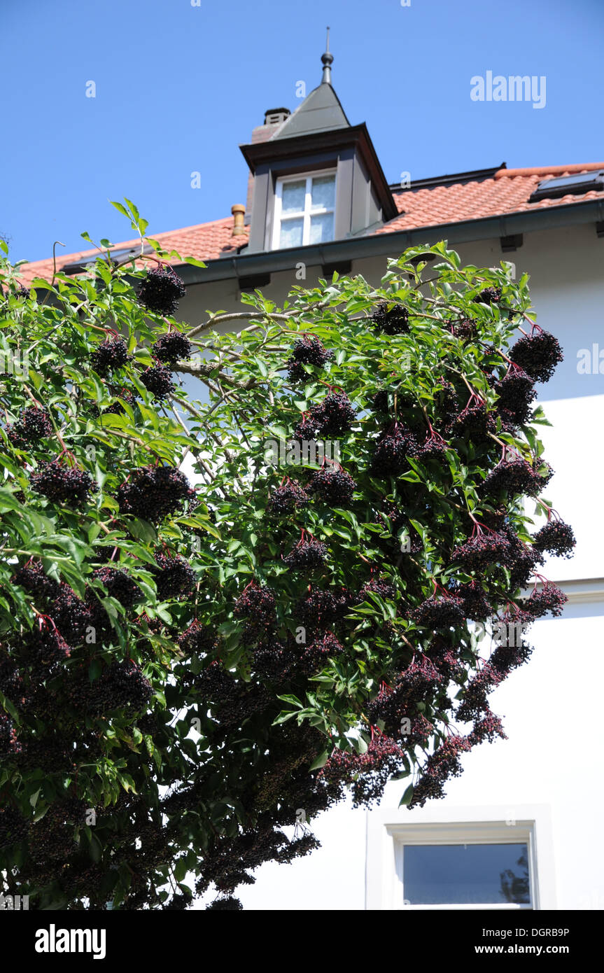 Sambuco nero Foto Stock