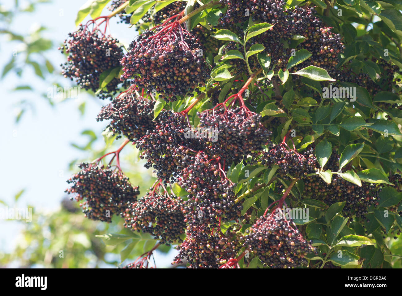 Sambuco nero Foto Stock