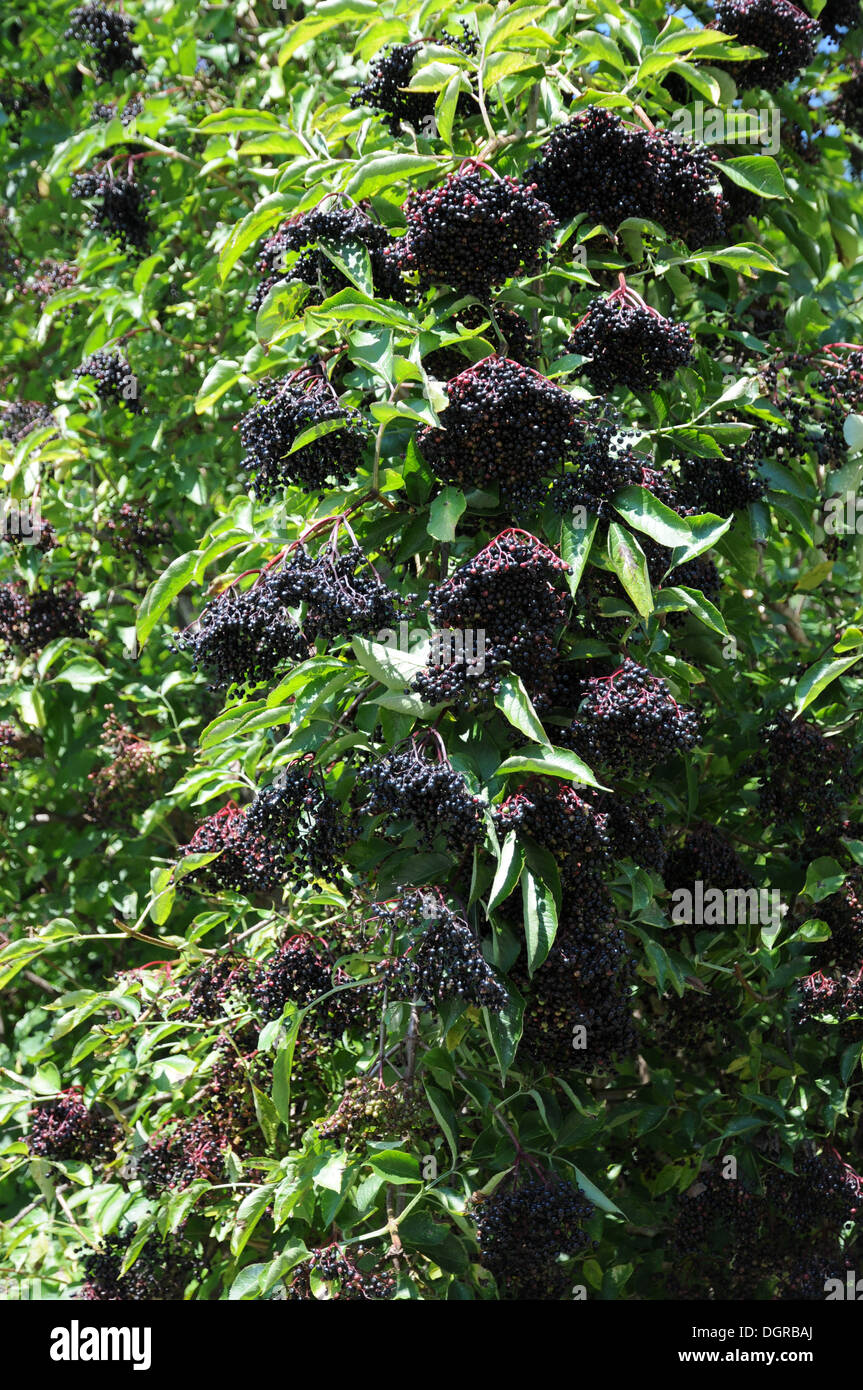 Sambuco nero Foto Stock