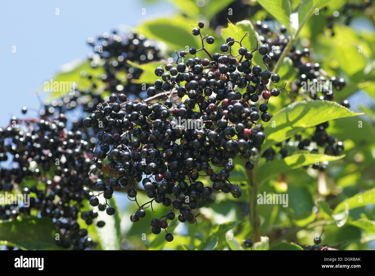 Sambuco nero Foto Stock