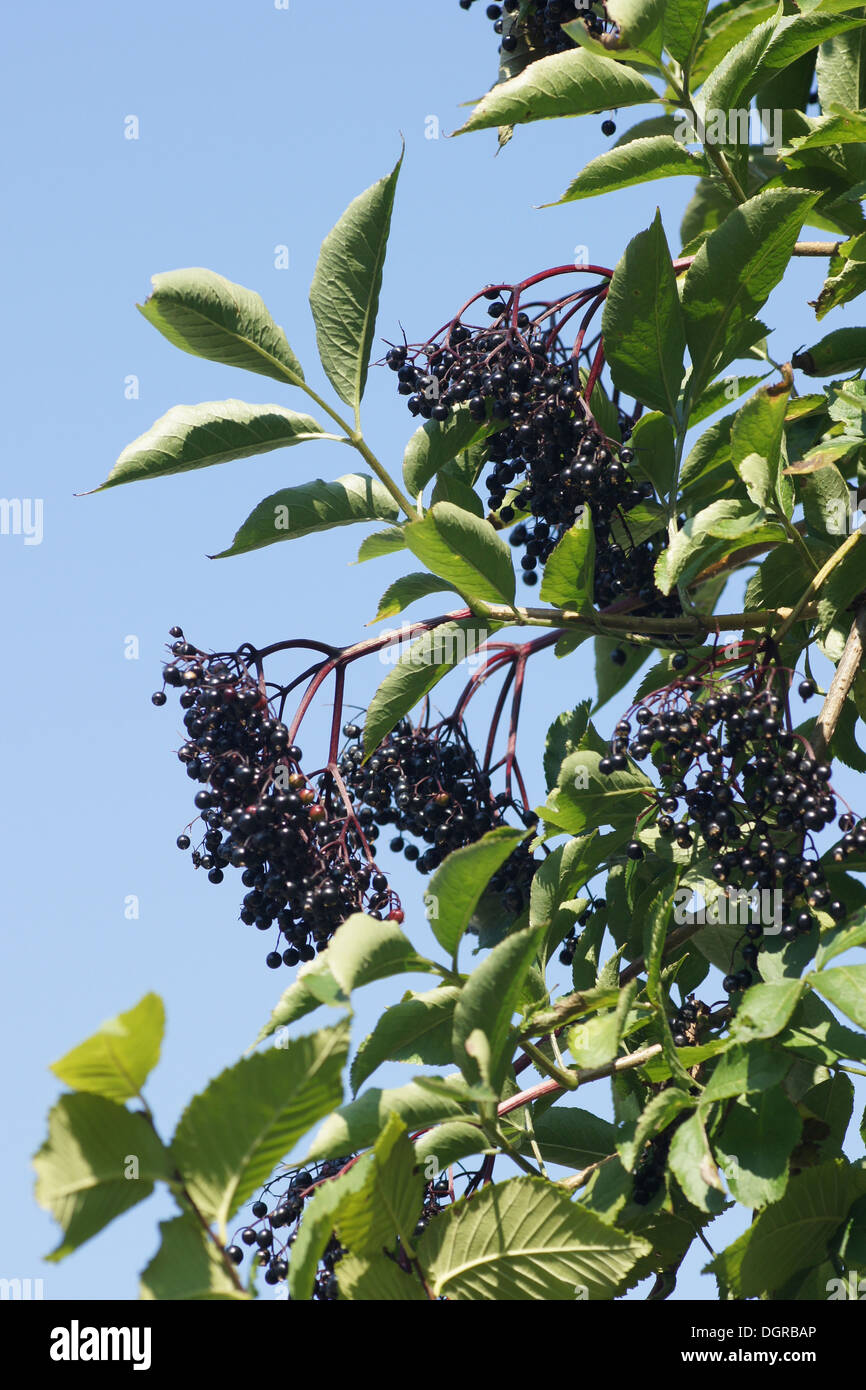 Sambuco nero Foto Stock
