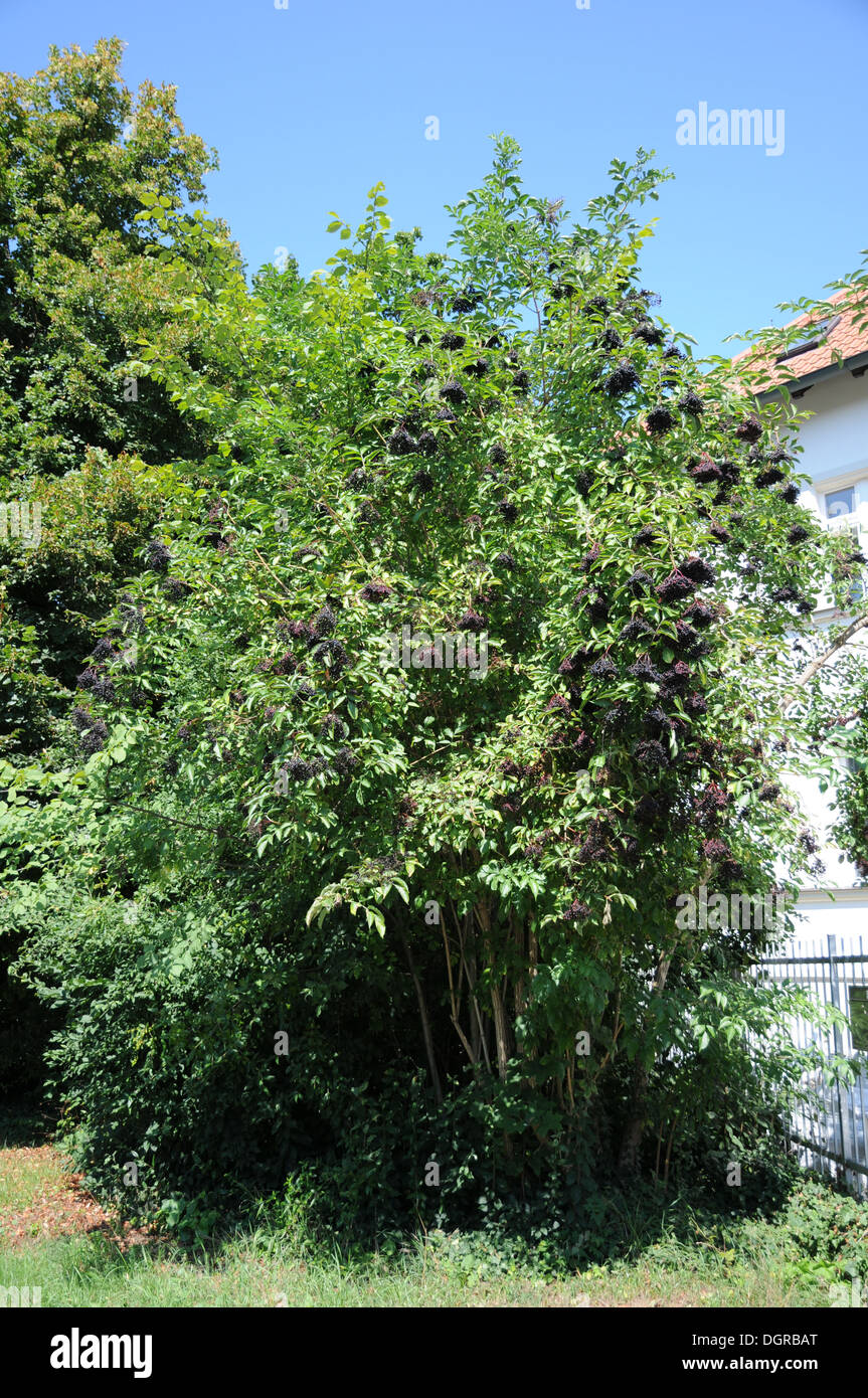 Sambuco nero Foto Stock