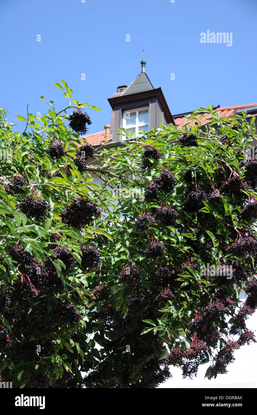 Sambuco nero Foto Stock