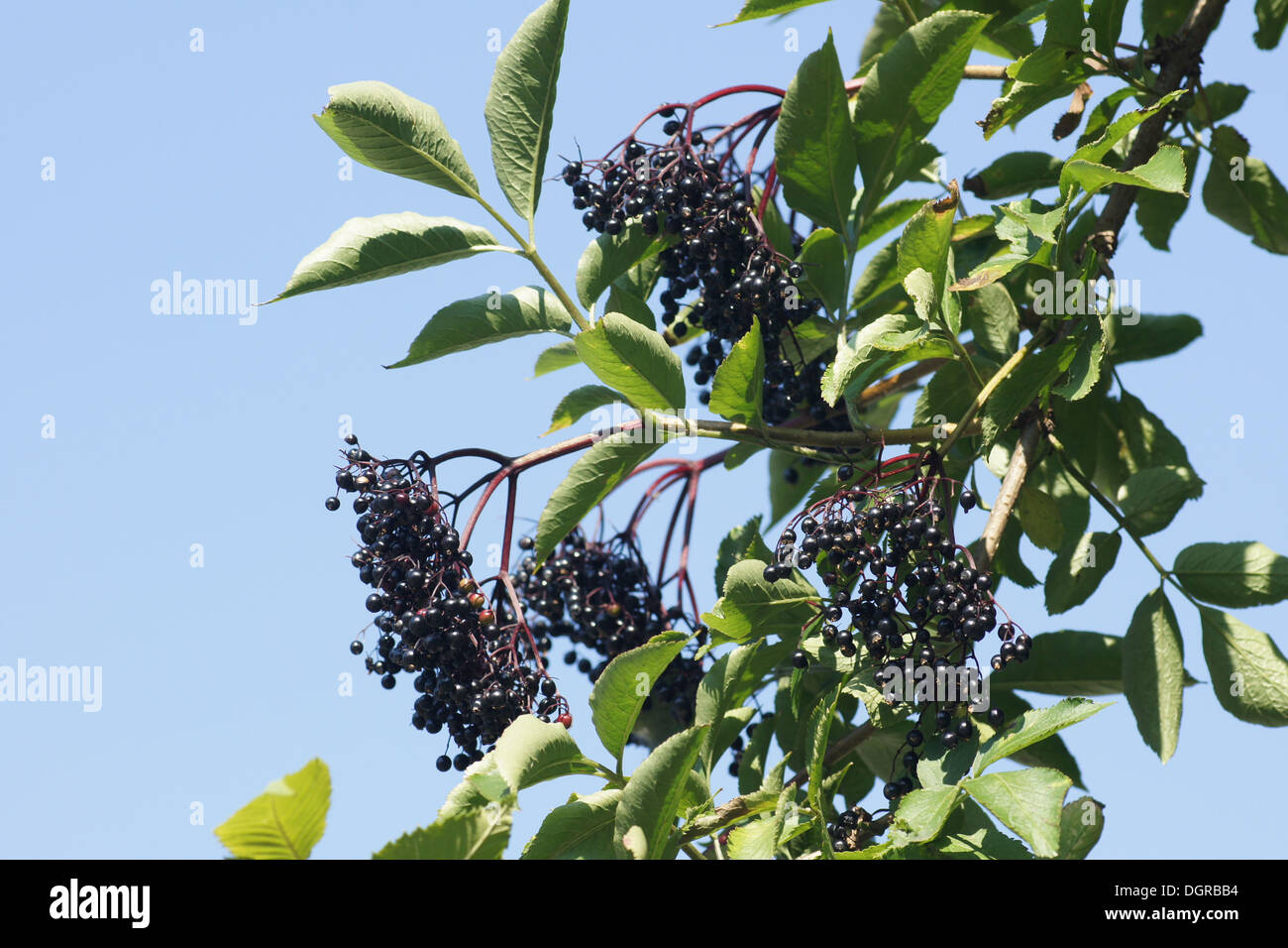 Sambuco nero Foto Stock