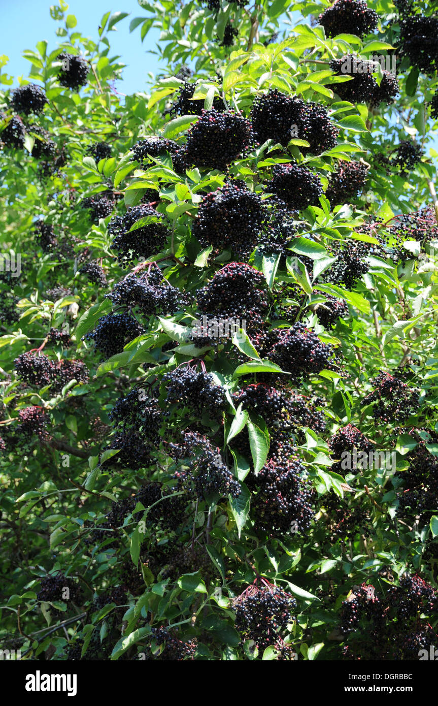 Sambuco nero Foto Stock
