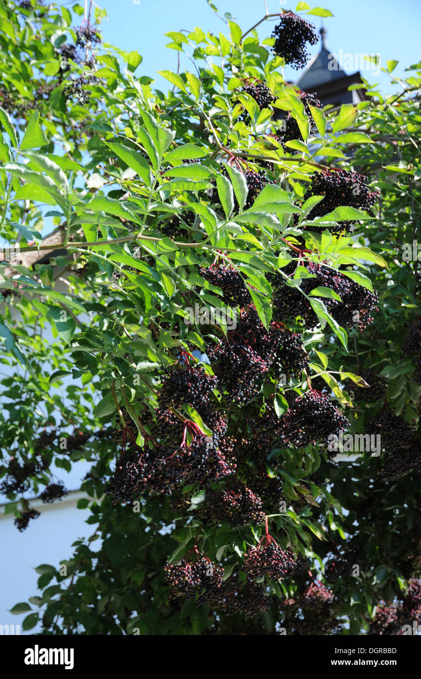 Sambuco nero Foto Stock