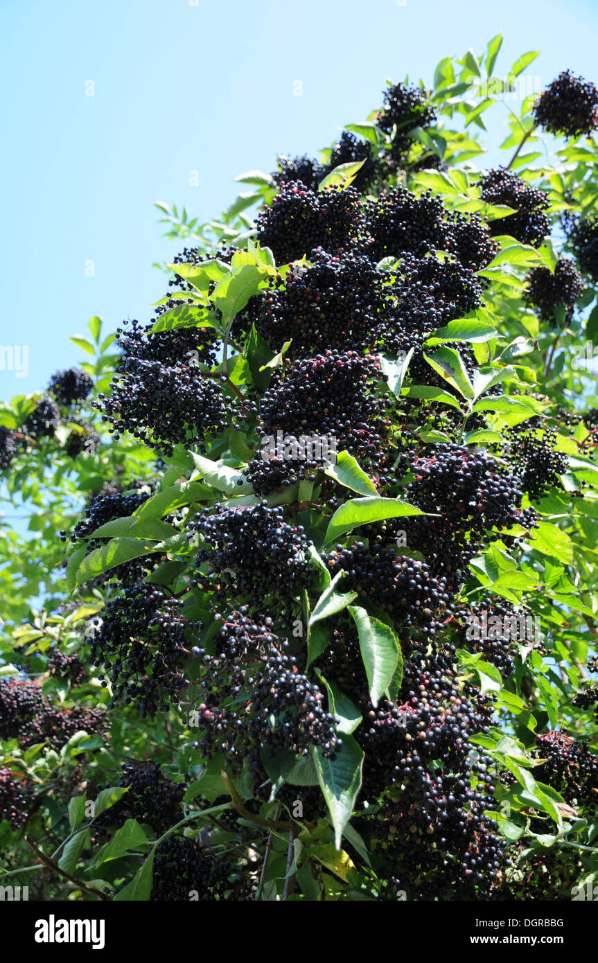 Sambuco nero Foto Stock