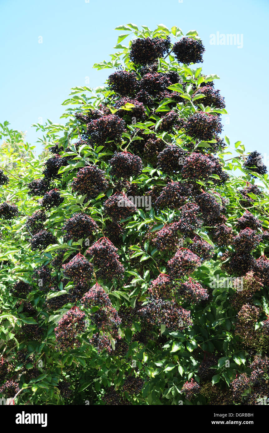Sambuco nero Foto Stock