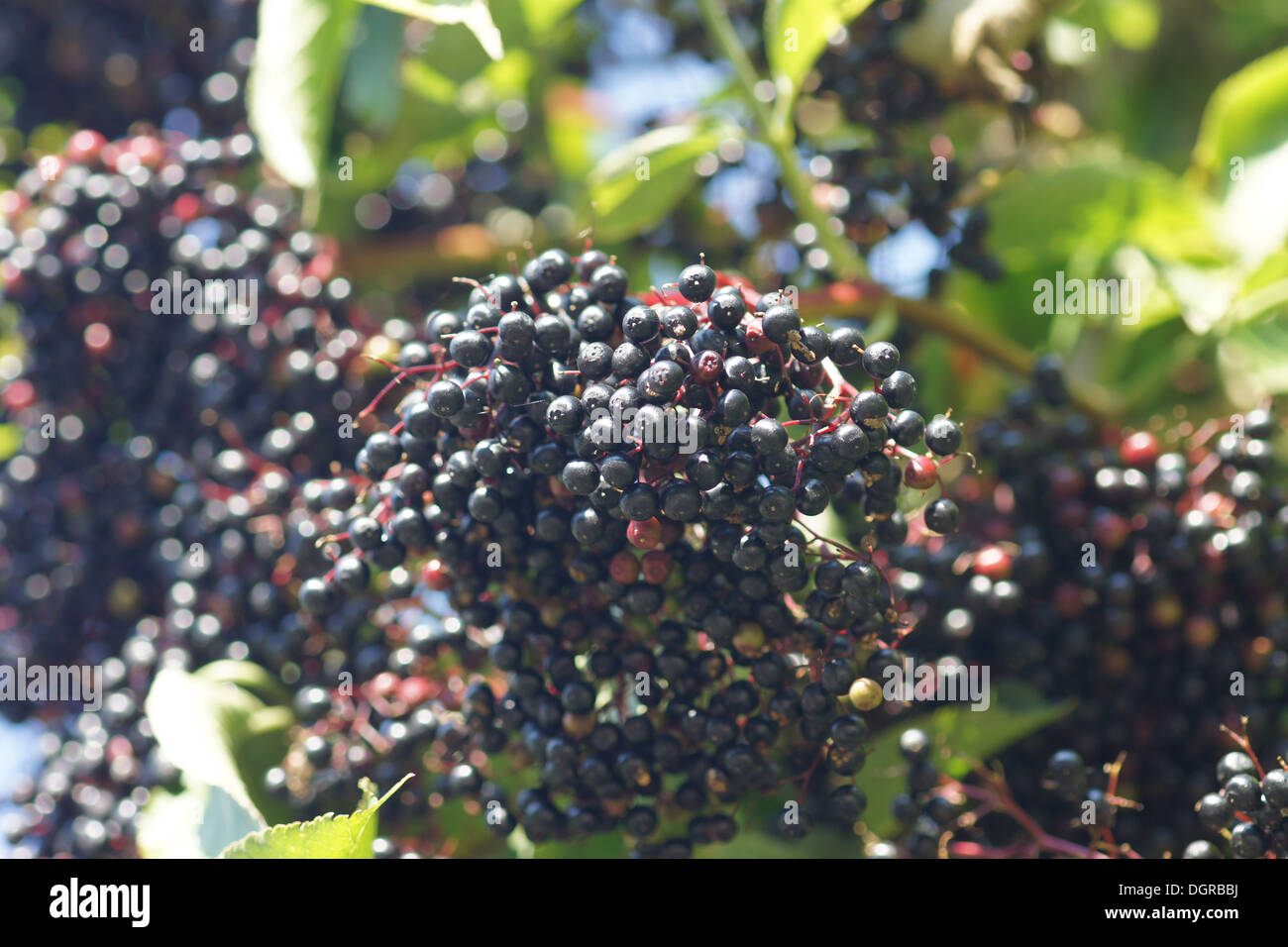 Sambuco nero Foto Stock