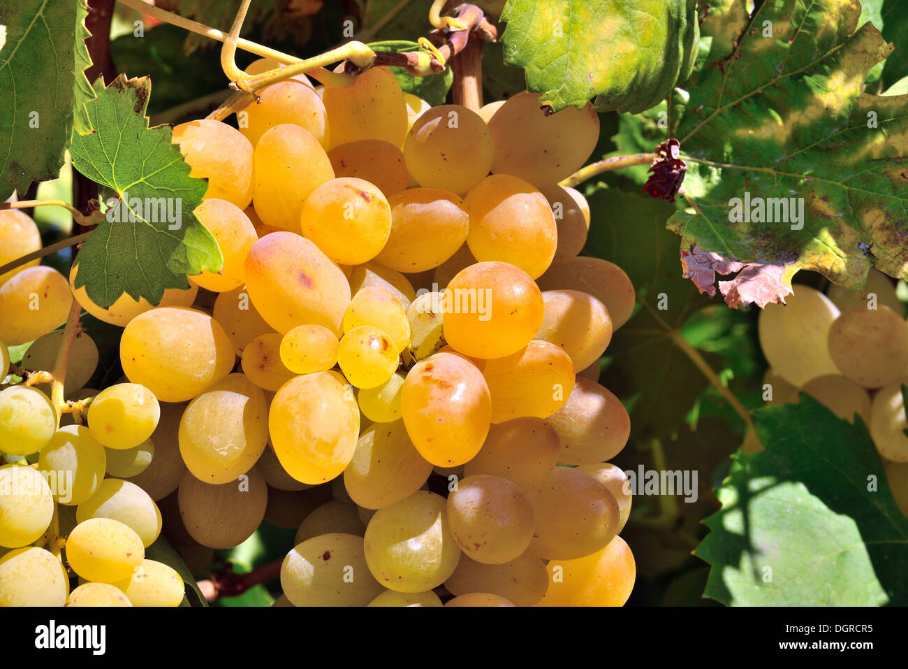 Grappolo di uva verde su grapevine in vigna. Foto Stock