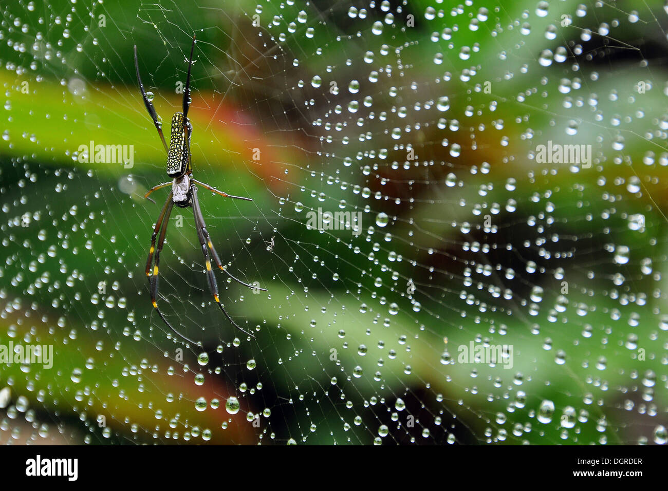 Orb-weaver spider (araneidae), subtropicale foresta pluviale, ihla grande vicino a rio de janeiro, Brasile, Sud America Foto Stock