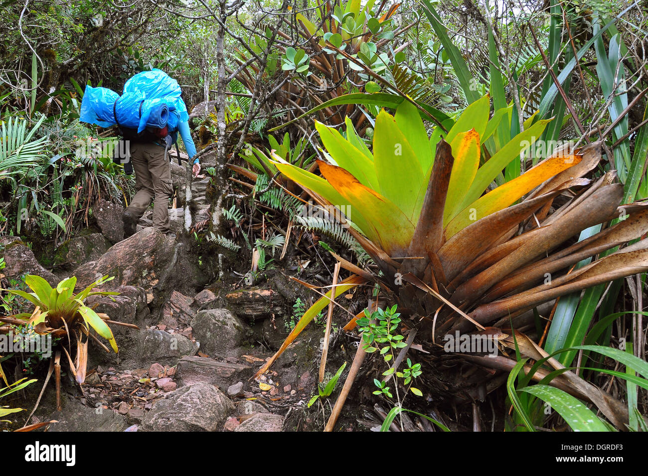 Muschi e felci, licheni, bromeliacee, ricco di vegetazione al suolo del cloud foreste a roraima table mountain Foto Stock