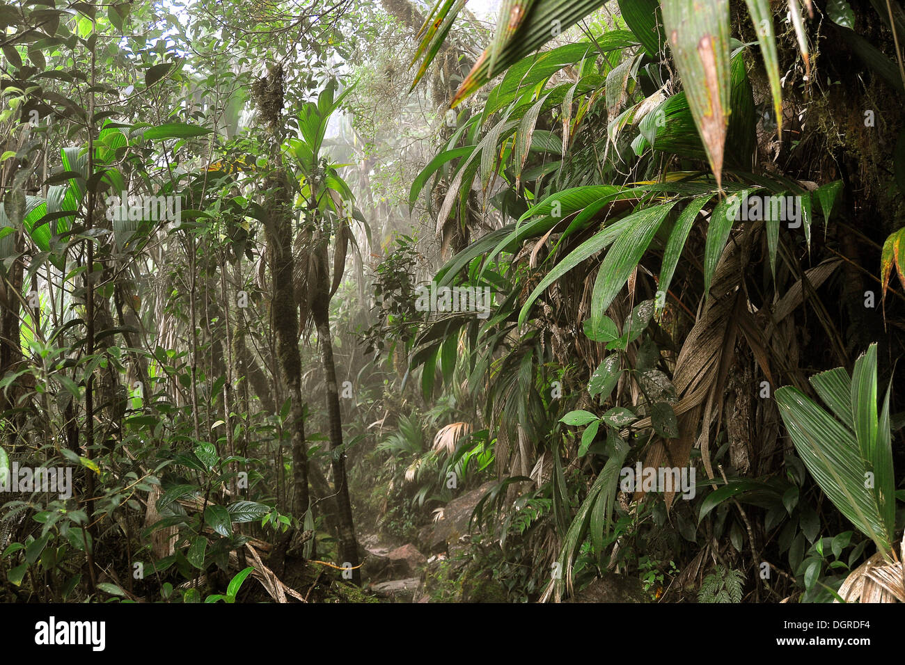 Terra ricca di vegetazione dei boschi di nube su table mountain, Roraima, il Brasile è la montagna più alta, tri-regione di confine Brasile Foto Stock