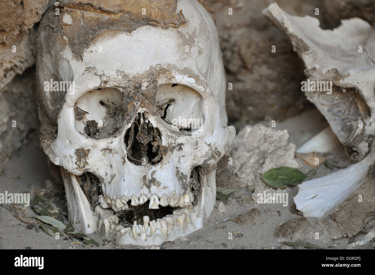 Il cranio con una foglia di coca su un cimitero delle mummie, chauchilla, nei pressi di nasca, il deserto di Atacama, Perù, Sud America Foto Stock