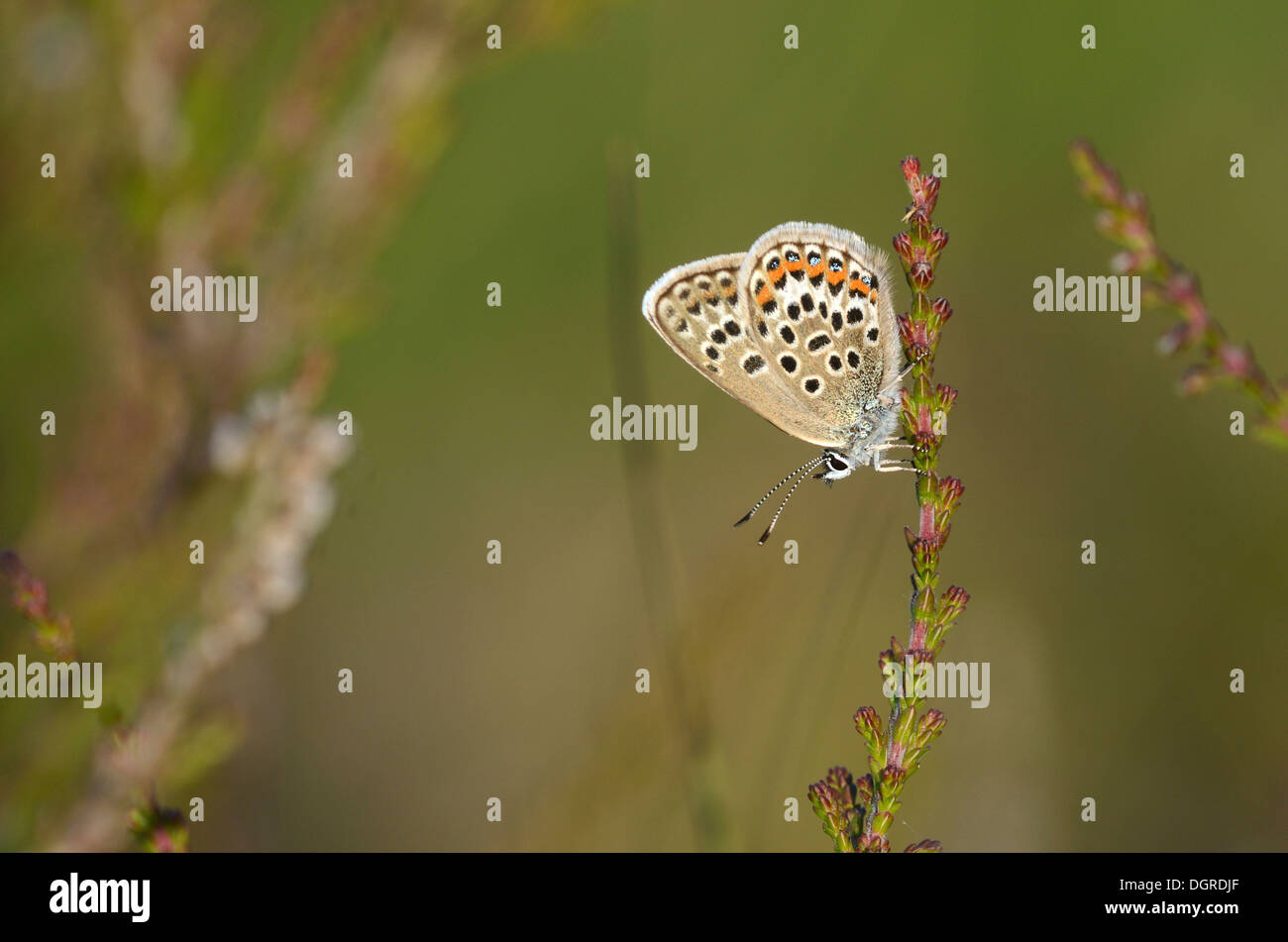 Un argento-costellata blue butterfly a riposo su un seme head UK Foto Stock