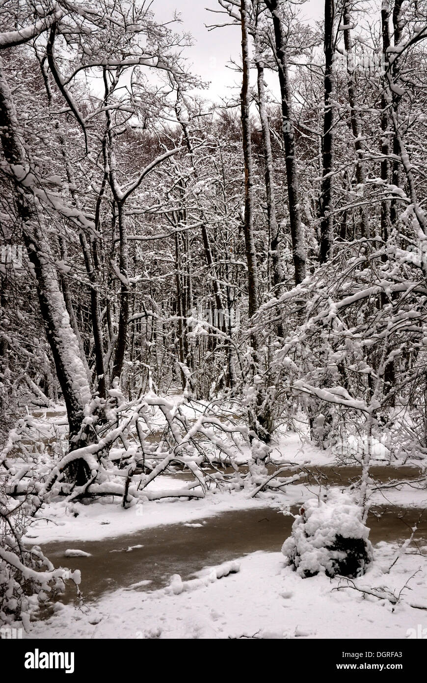 L'inverno nella foresta di ontani, Ruegen isola, Meclemburgo-Pomerania Occidentale Foto Stock