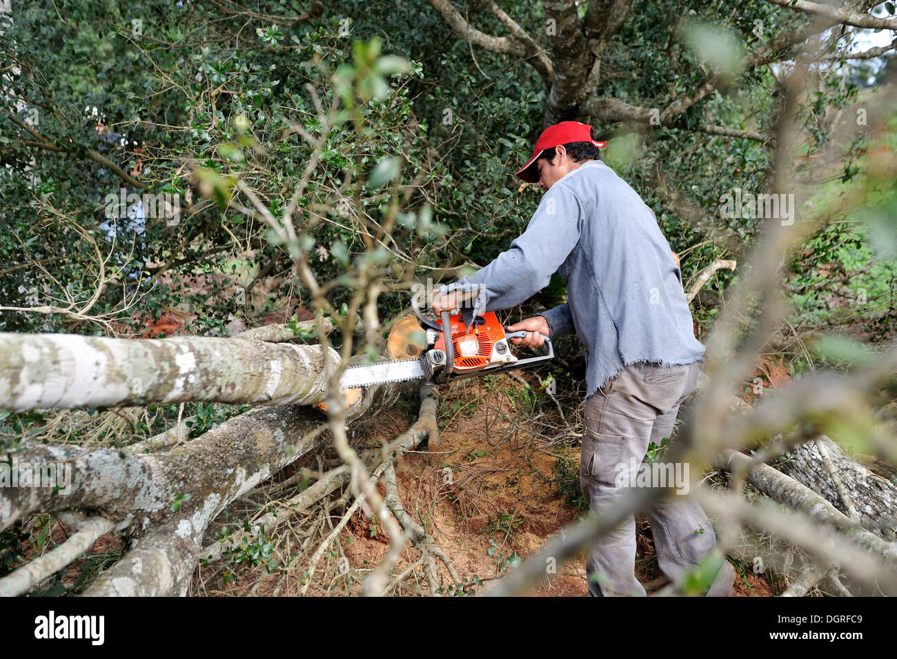Il Paraguay, Caaguazu, Jaguary, albero feller albero di taglio Foto Stock