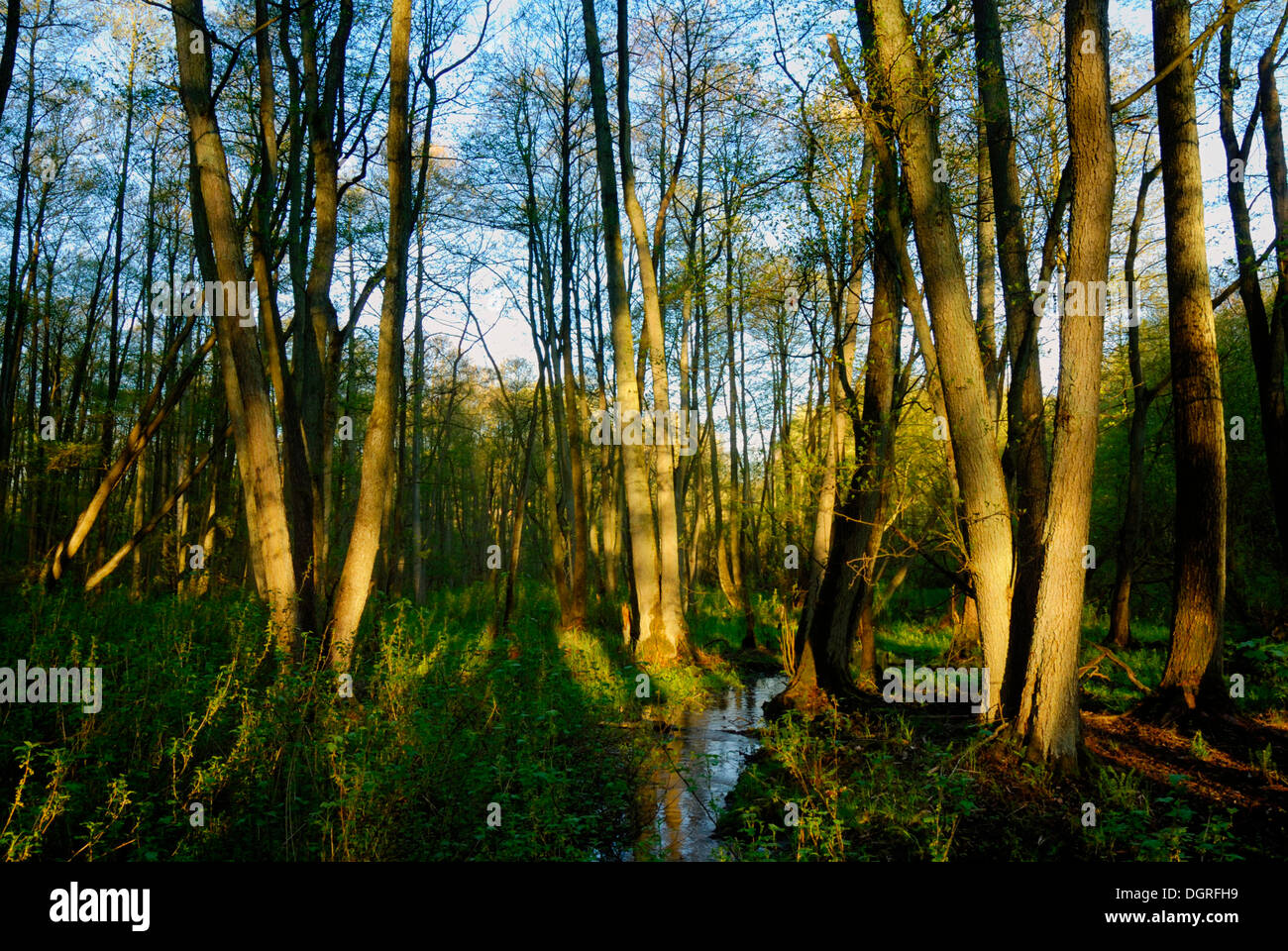 La molla in un bosco di ontani Foto Stock