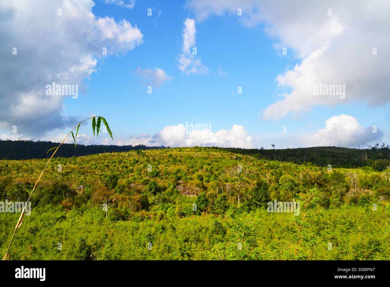 Montagna piena di alberi con cielo blu Foto Stock