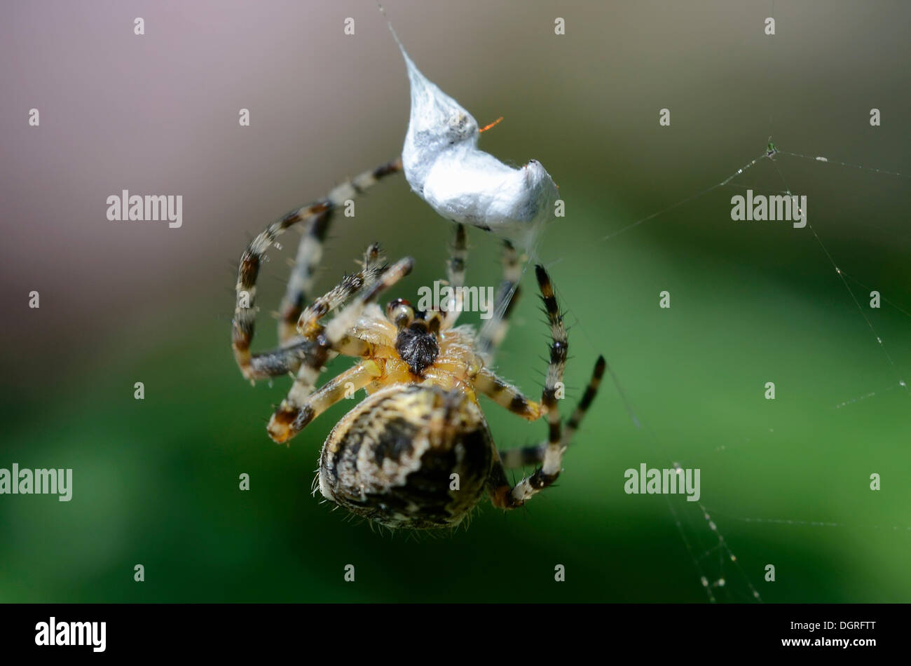 Giardino spider o croce orbweaver (araneus diadematus) imballaggio la sua preda, vicino lassahn, schaal regione del lago Foto Stock