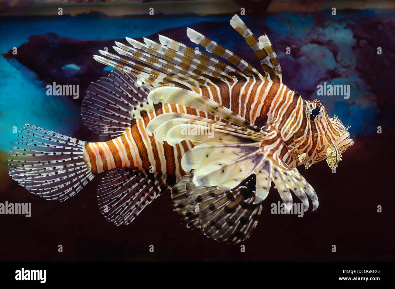 Leone Rosso (pterois volitans) in un acquario Foto Stock