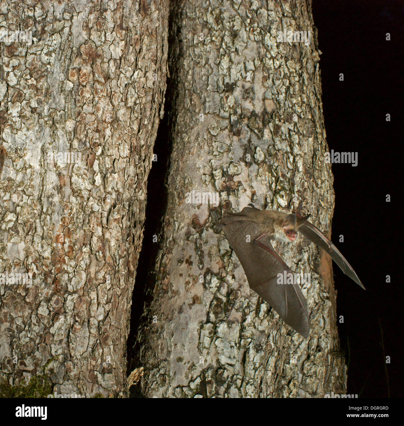 Bechstein Bat (Myotis bechsteinii) volare fuori dal loro posatoio Foto Stock