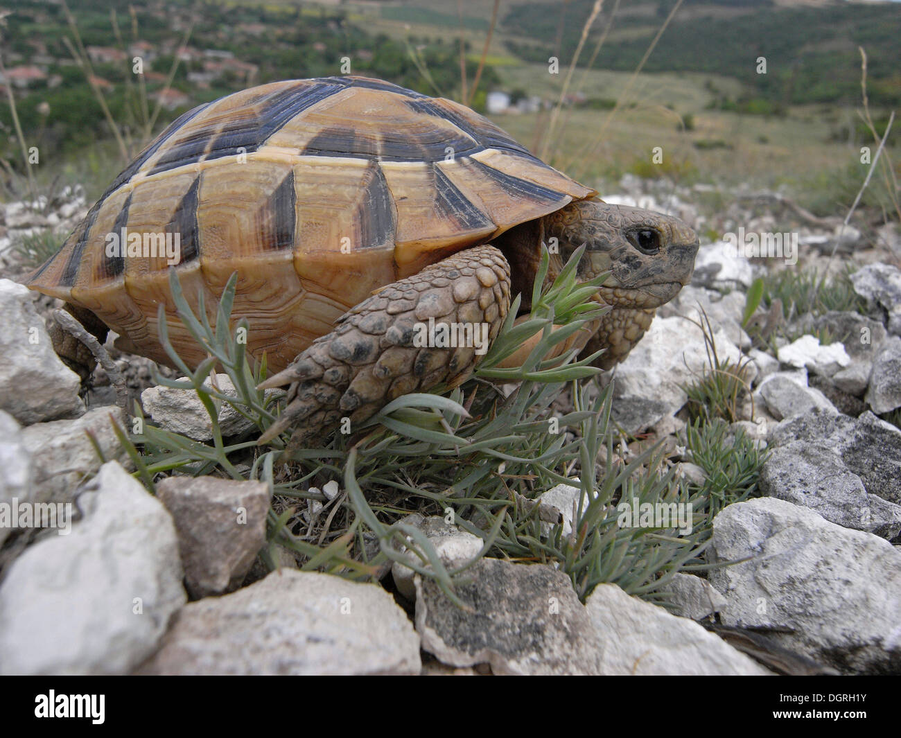 Sperone-thighed tartaruga (Testudo graeca), Bulgaria, Europa Foto Stock