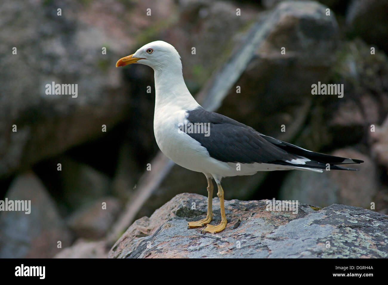 Lesser Black-backed Gull (Larus fuscus), Carelia, Finlandia, Europa Foto Stock