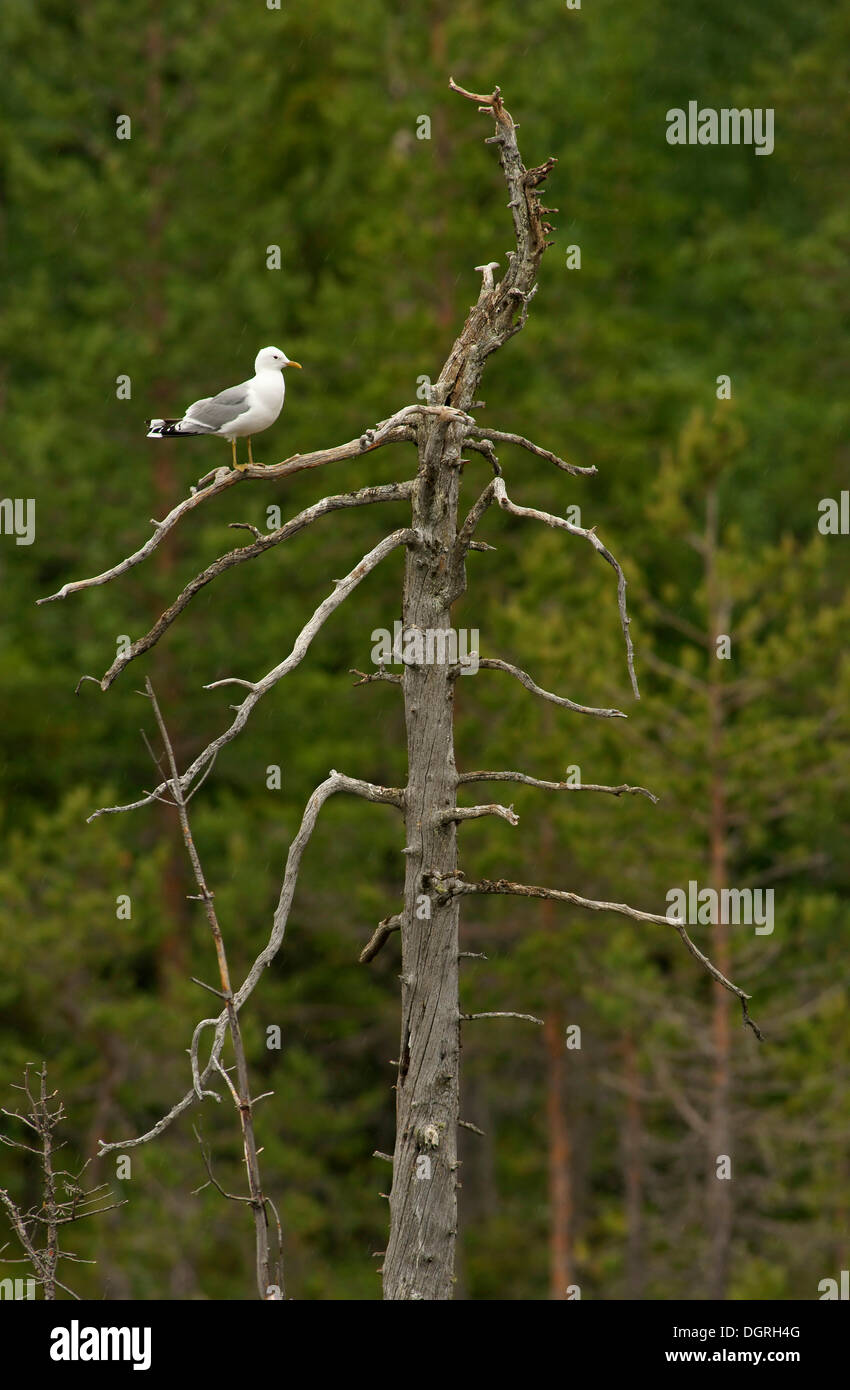 Gabbiano comune (Larus canus) su un albero morto, Carelia, Finlandia, Europa Foto Stock