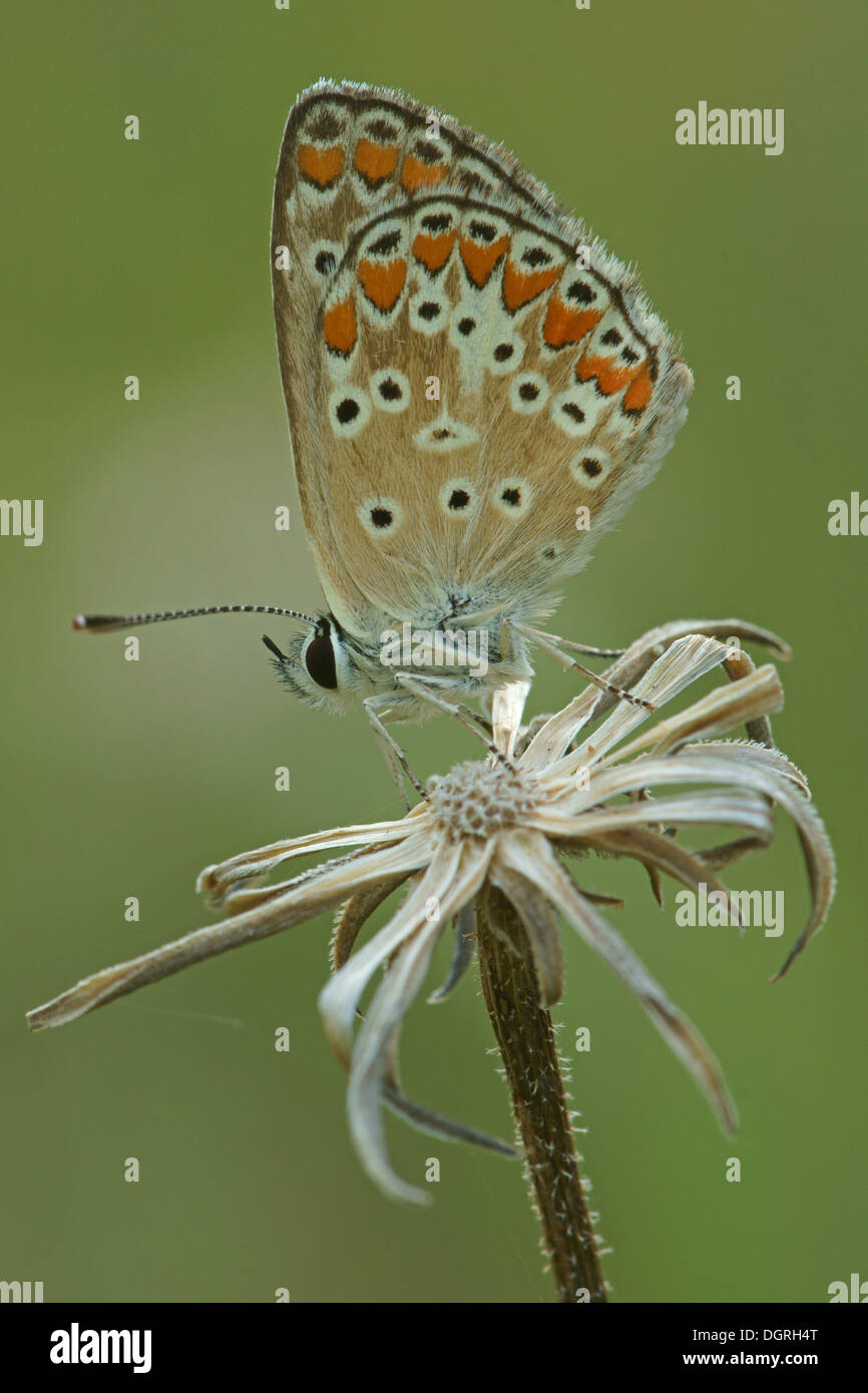 Brown Argus Butterfly (Aricia agestis), Northern Bulgaria Bulgaria, Europa Foto Stock