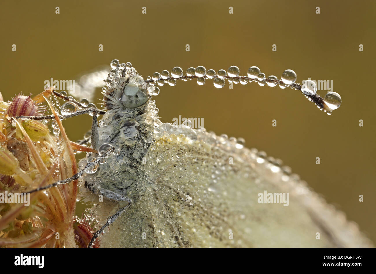 Antenna di un bianco di grandi dimensioni, cavolo Butterfly (Sarcococca brassicae), Kassel, Hesse Foto Stock