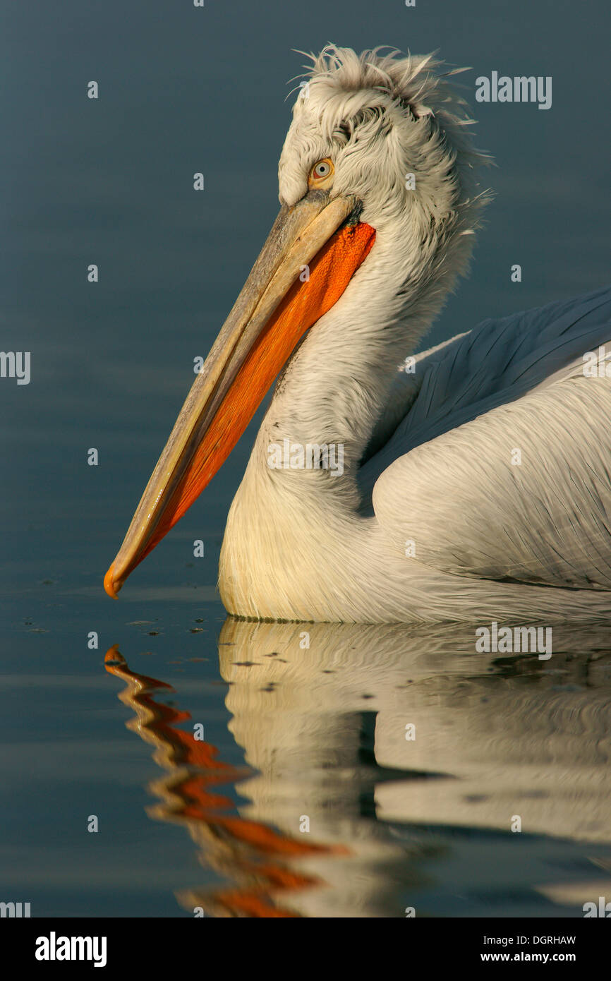 Pellicano dalmata (Pelecanus crispus), il lago di Kerkini, Macedonia centrale, Grecia Foto Stock