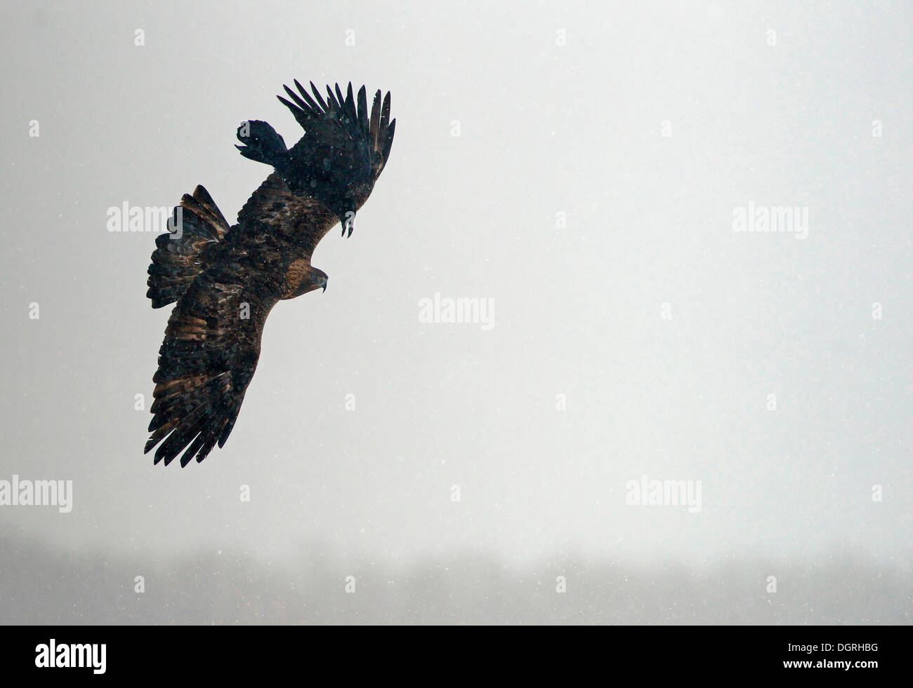 Aquila reale (Aquila chrysaetos) e comuni corvo imperiale (Corvus corax) in volo, Naturpark Sinite Kamani, Bulgaria Foto Stock
