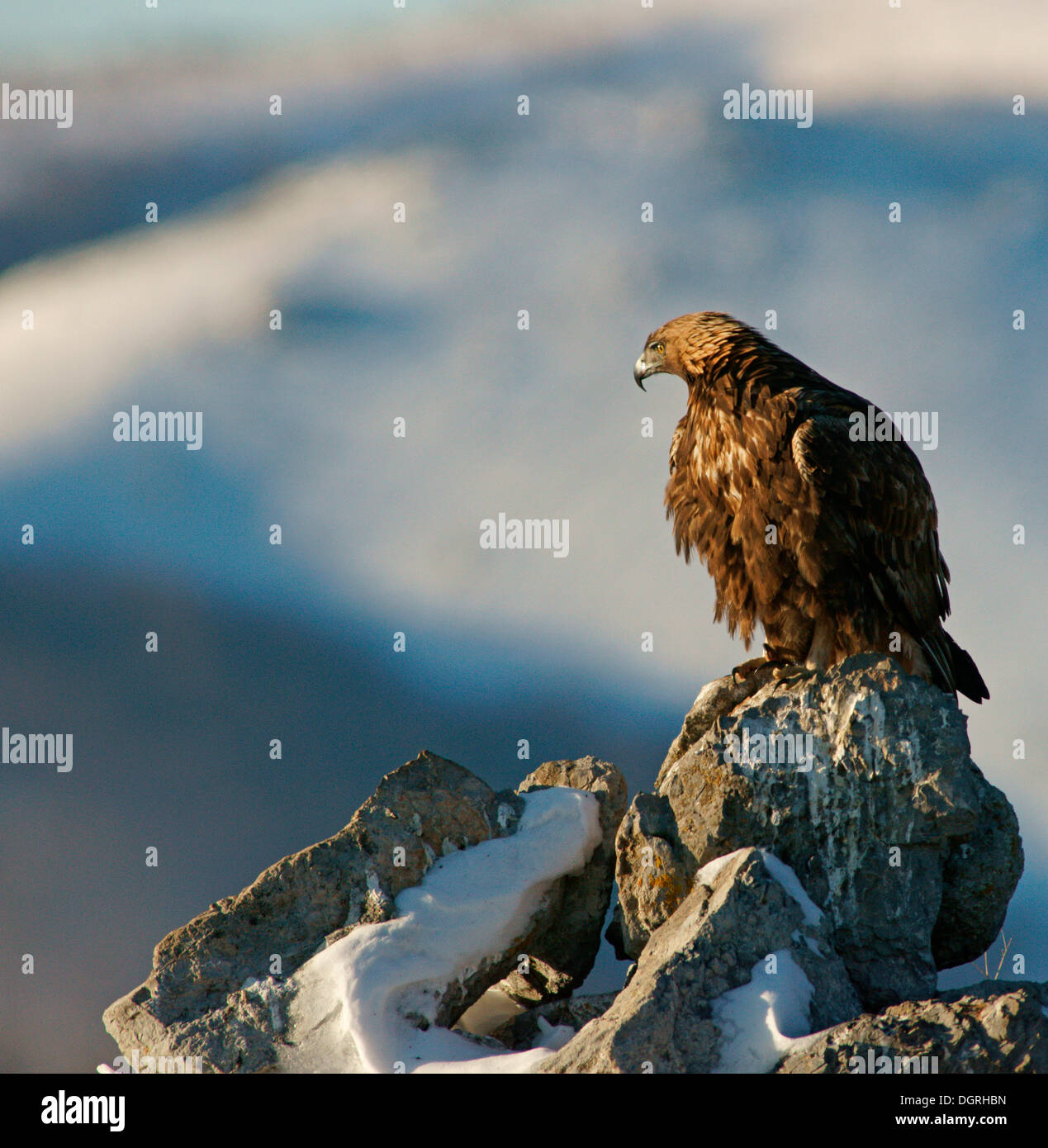 Aquila reale (Aquila chrysaetos), Naturpark Sinite Kamani, Bulgaria Foto Stock