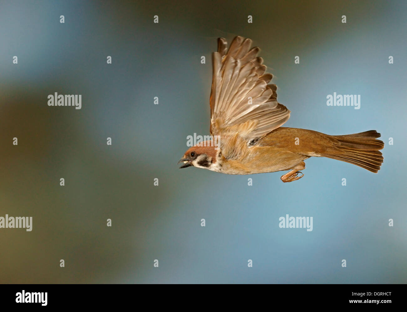 Eurasian Tree Sparrow (Passer montanus) in volo, Asbach, Bad Hersfeld, Hesse, Germania Foto Stock