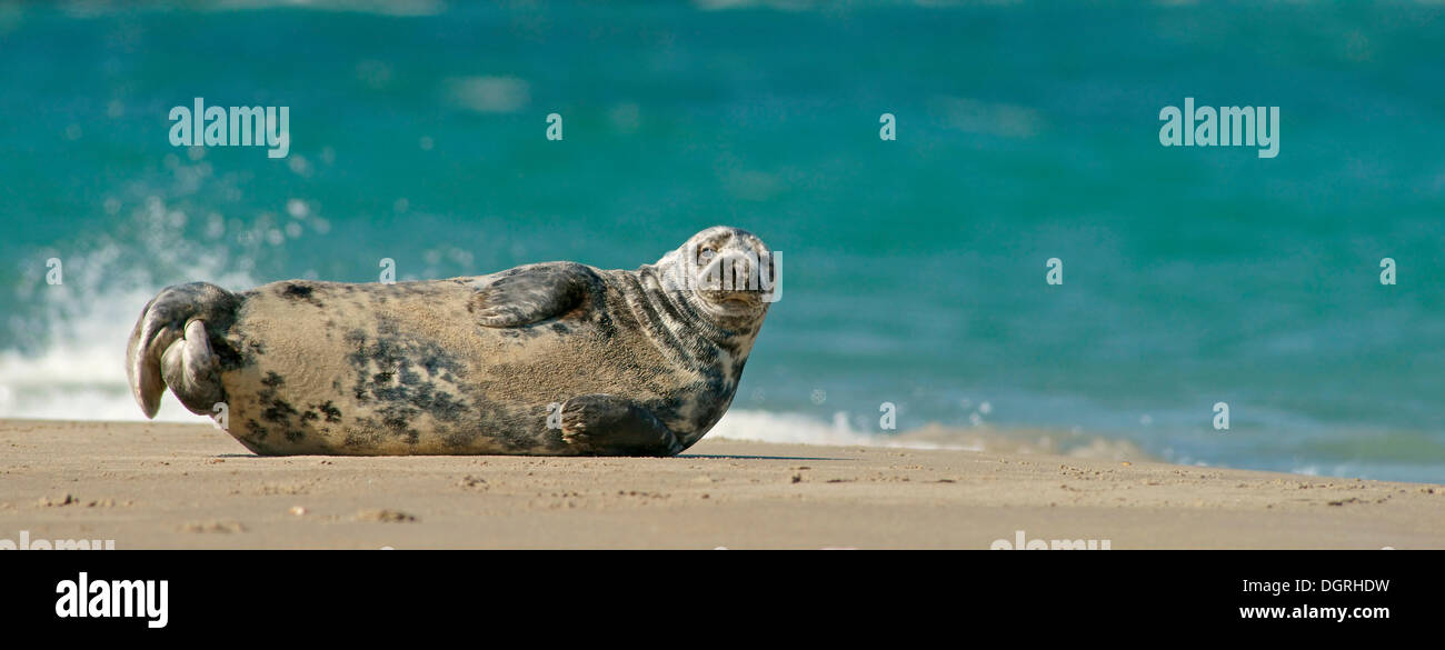Guarnizione grigio (Halichoerus grypus), Düne, isola di Helgoland, Schleswig-Holstein, Germania Foto Stock