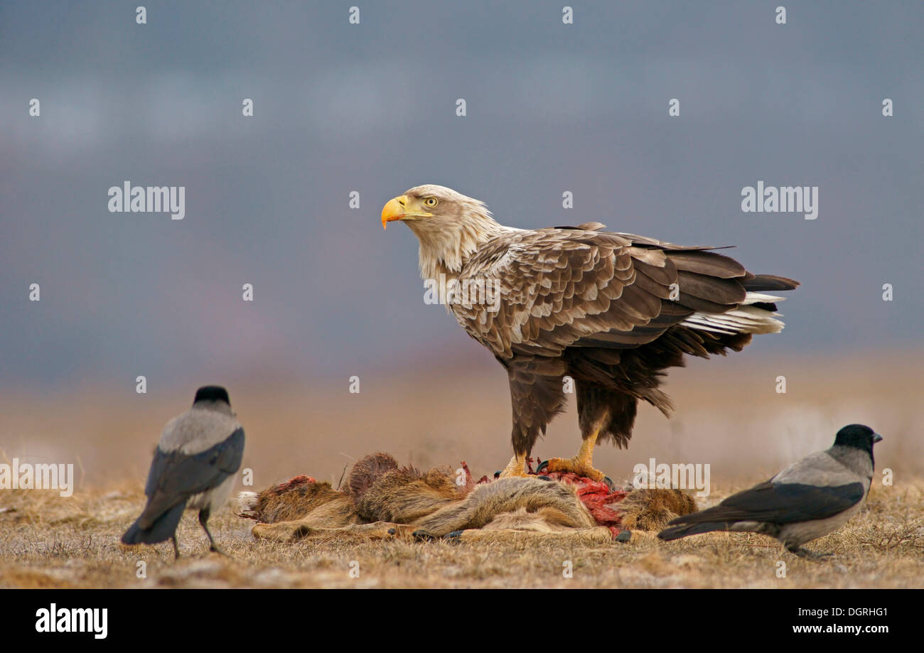 White-tailed Eagle o Sea Eagle (Haliaeetus albicilla) e cornacchie grige (Corvus corone cornix) con la carcassa di un cervo Foto Stock