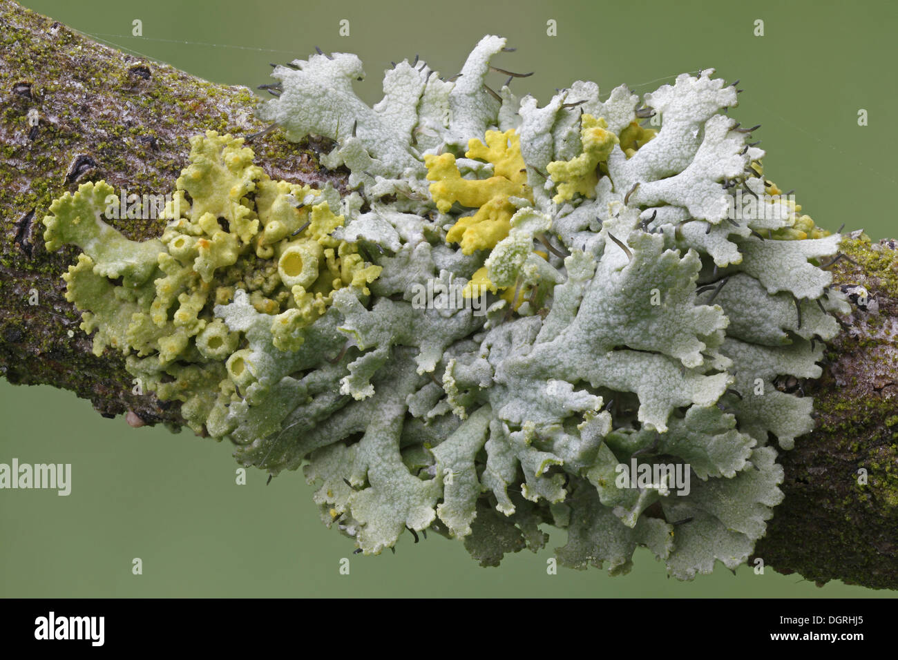 Licheni giallo (Xanthoria polycarpa) e lichenised funghi specie (Physcia adscendens), Bad Hersfeld, Bad Hersfeld, Hesse Foto Stock