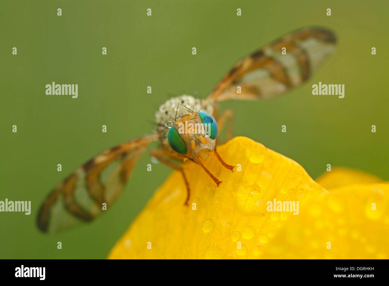 Mosca della frutta (Orellia tussilaginis), Bad Hersfeld, Bad Hersfeld, Hesse, Germania Foto Stock