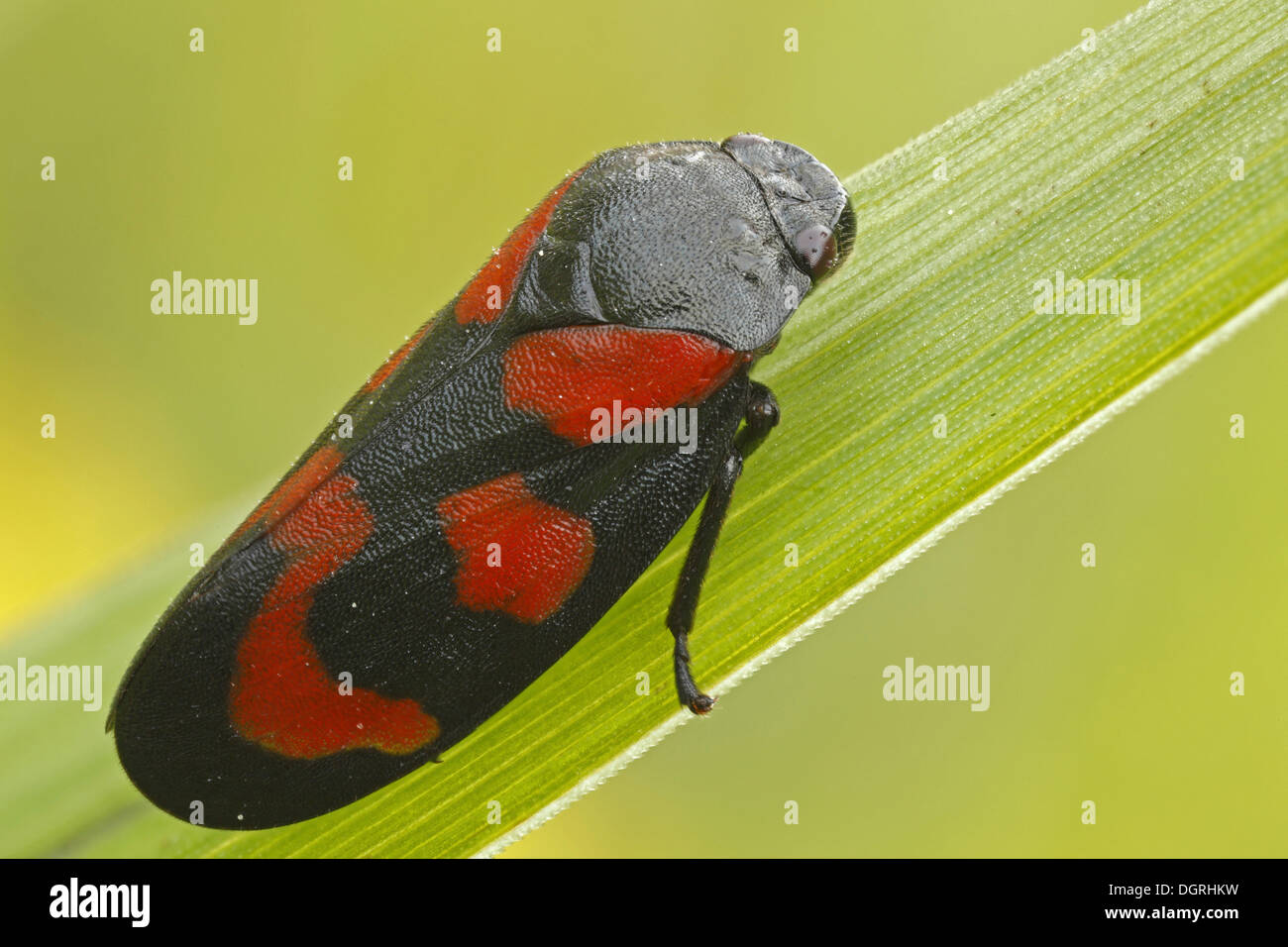 Nero e rosso (Froghopper Cercopis vulnerata), Bad Hersfeld, Bad Hersfeld, Hesse, Germania Foto Stock