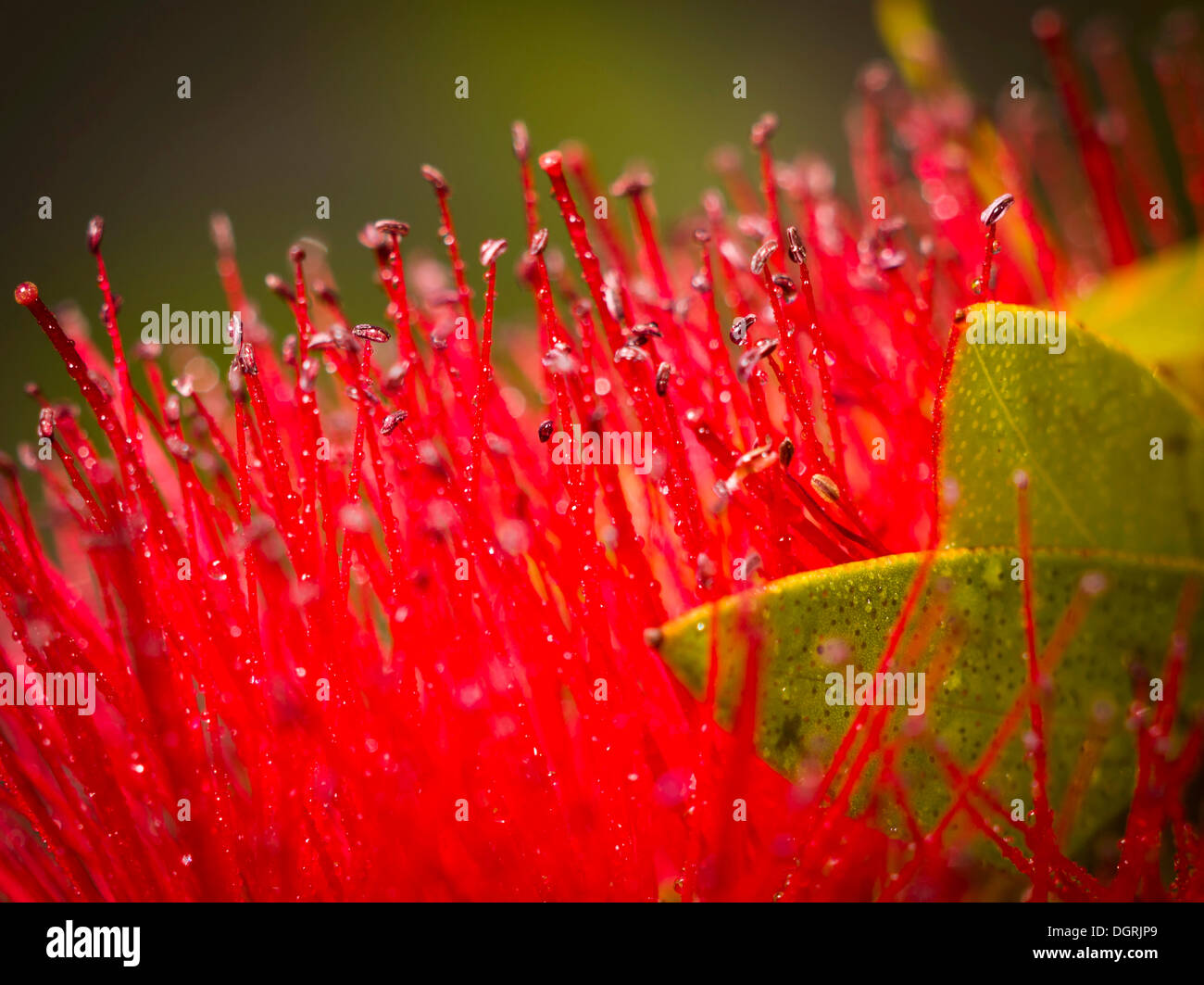 Crimson scovolino da bottiglia (Callistemon citrinus), vista in dettaglio, close-up Foto Stock