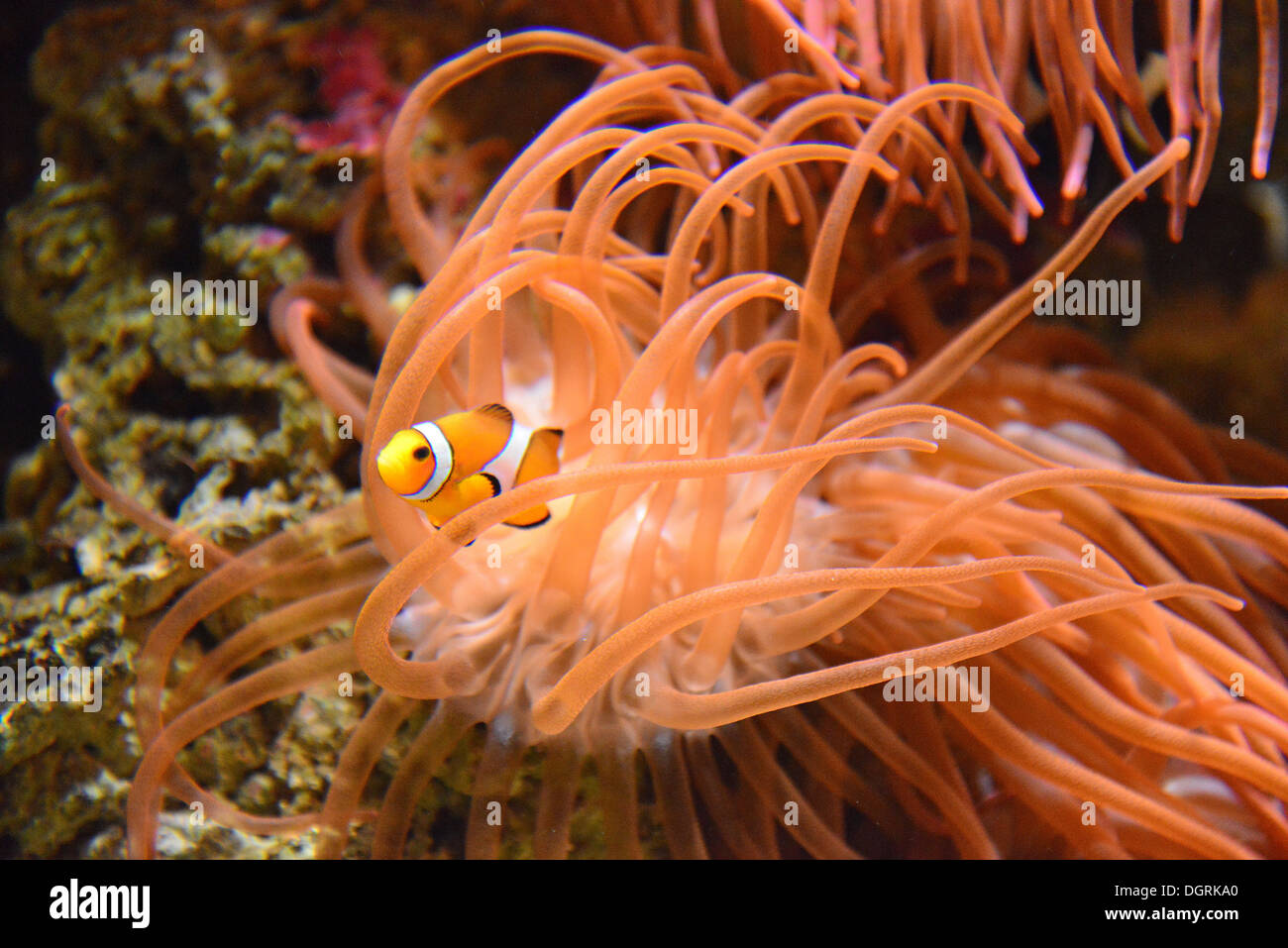 Clownfish (Anemonefish) in anemone marittimo, Blue Reef Aquarium, Towan Beach promenade, Newquay, Cornwall, England, Regno Unito Foto Stock