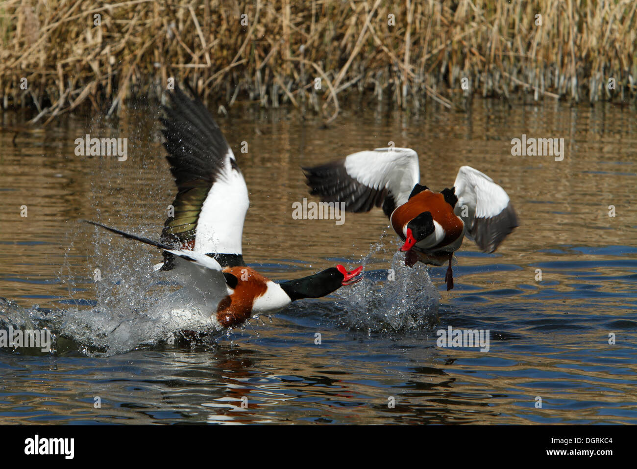 Shelducks comune (Tadorna tadorna), maschi, avente una lotta territoriale, accoppiamento stagione, Minsener Oog isola, Est Isole Frisone Foto Stock