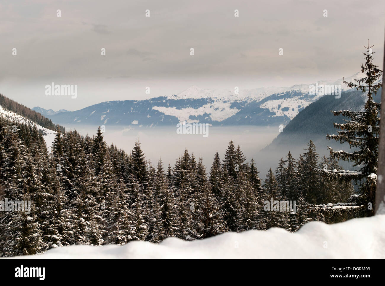 Inversione atmosferica, coperto di neve e la foresta, Austria, Europa Foto Stock