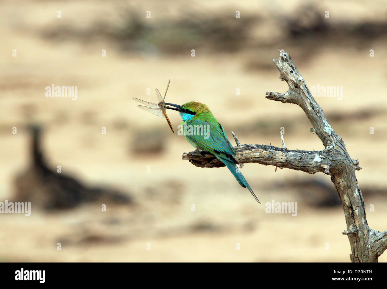 Green Gruccione (Merops orientalis) appena catturato una libellula, Yala National Park, Sri Lanka Foto Stock
