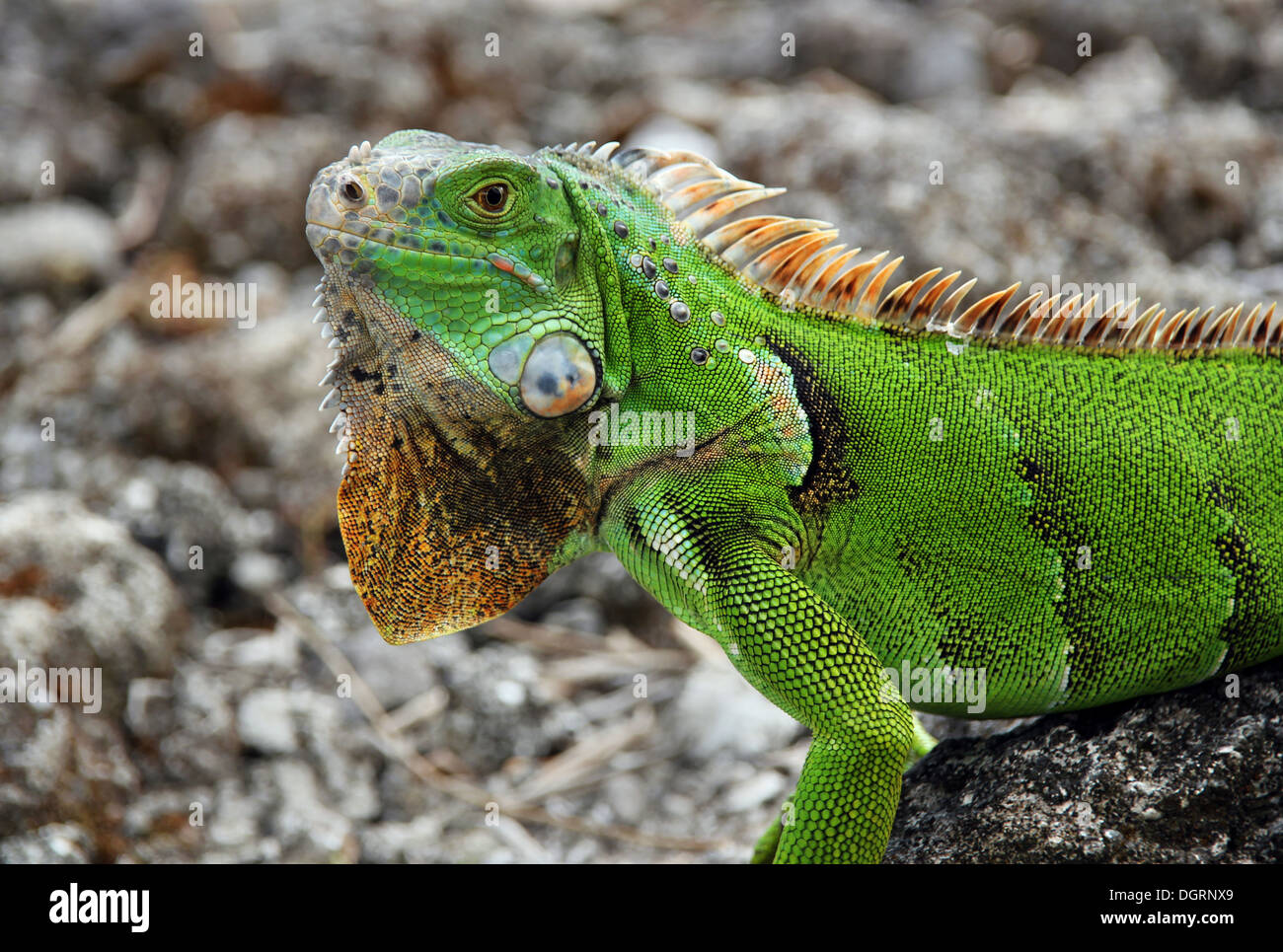 Verde (Iguana Iguana iguana), Cozumel, Messico Foto Stock