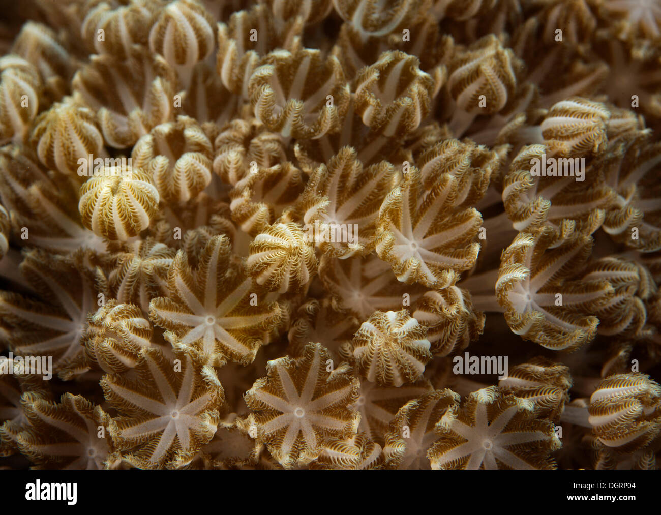 Pulsante (Xenid Heteroxenia fuscescens), Limasawa, -, Southern Leyte, Filippine Foto Stock