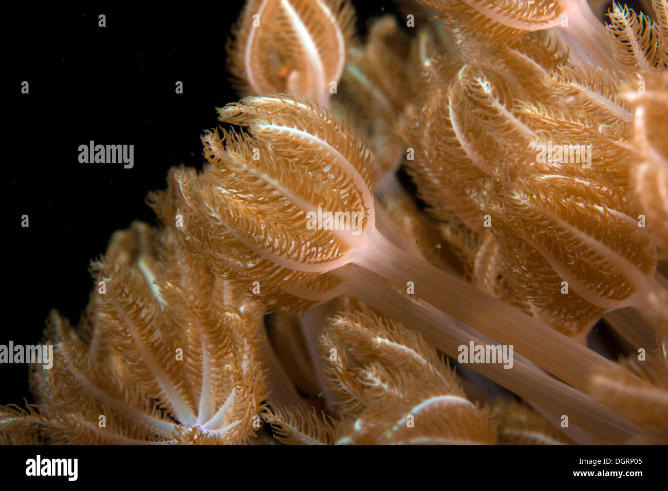 Pulsante (Xenid Heteroxenia fuscescens), Limasawa, -, Southern Leyte, Filippine Foto Stock