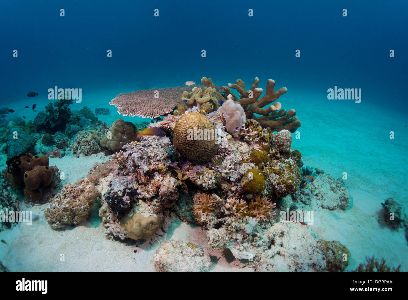 Intatta barriera corallina in acque poco profonde di una laguna, Busuanga, della Grande Barriera Corallina, Filippine Foto Stock