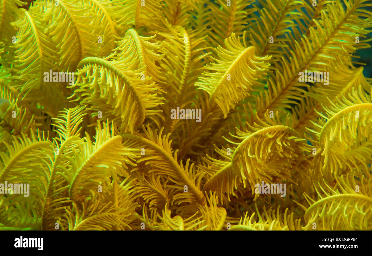 Variabile di piume cespuglioso Star (Comanthina schlegeli), dettaglio, Australia Foto Stock